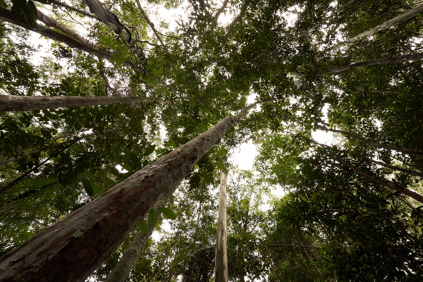 Palm oil, climate, and a plan: Our roadmap to net zero