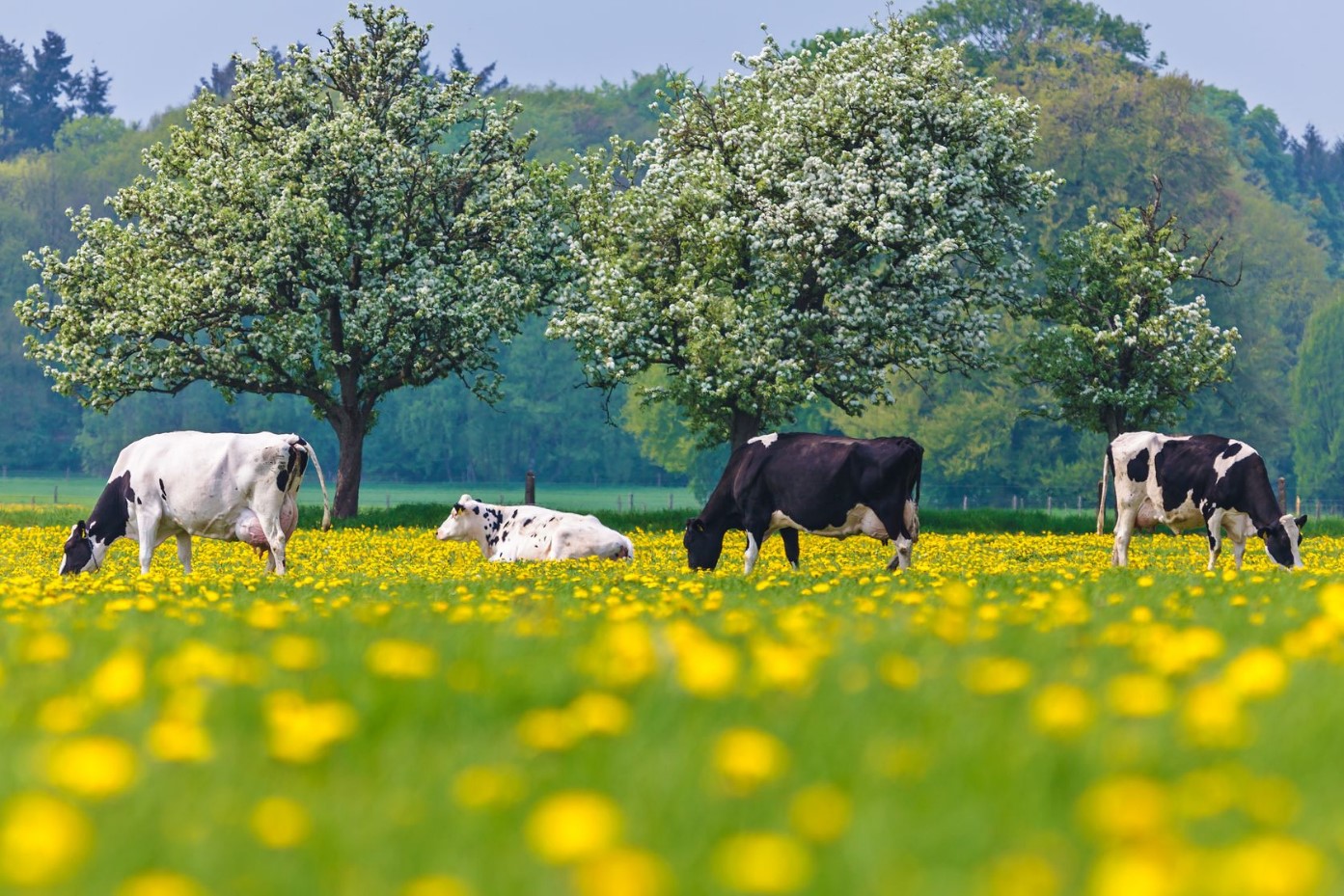 Customer Conversations: How Spain’s dairy experts are raising the bar with GoNutri