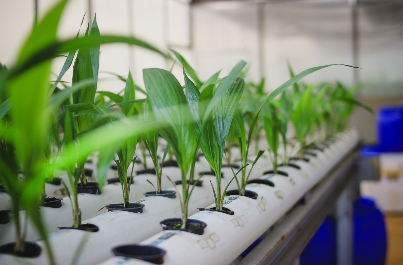 Seeds, skills, and solid ground: What securing the future of food looks like