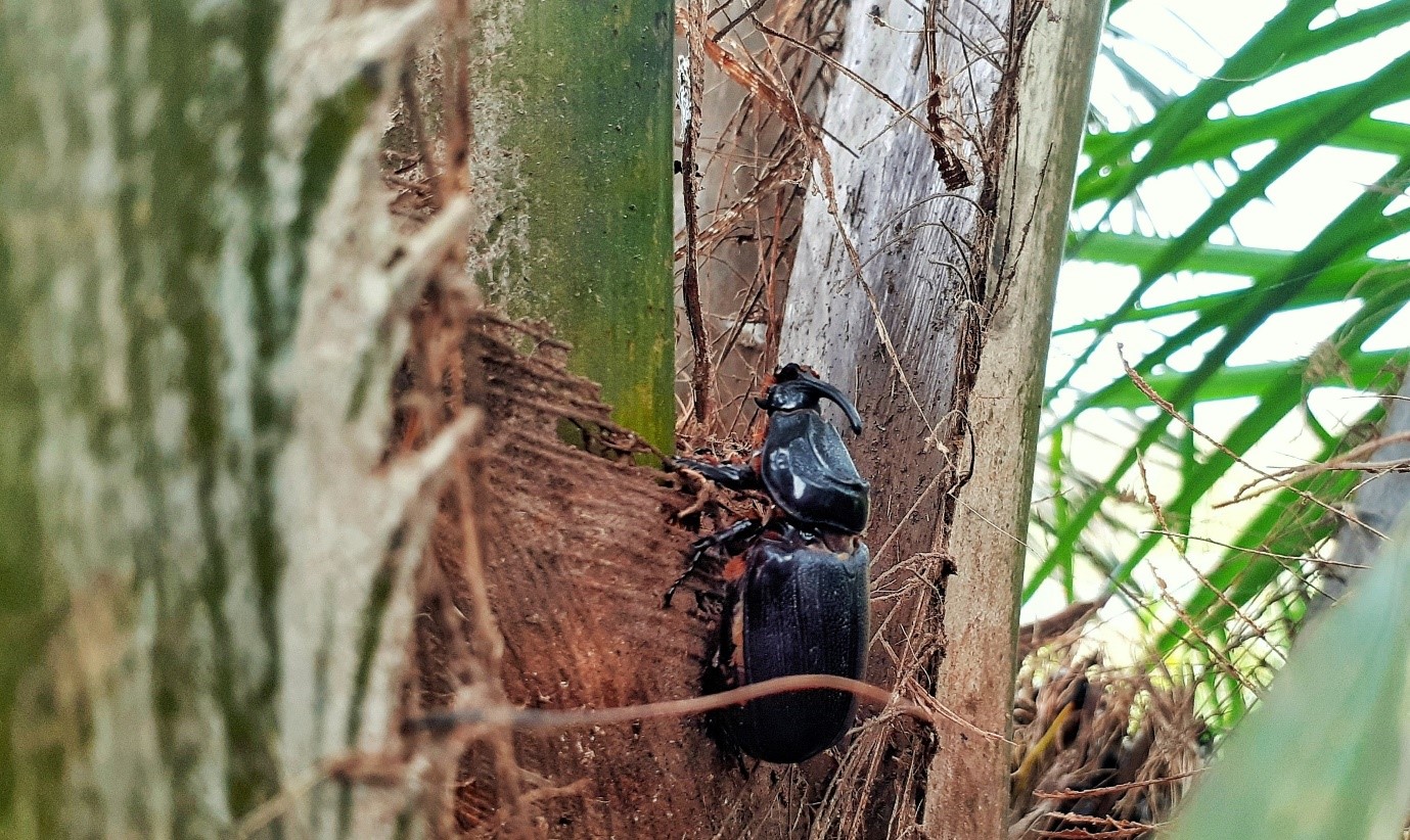 Tumbuh lebih baik dengan solusi biologis