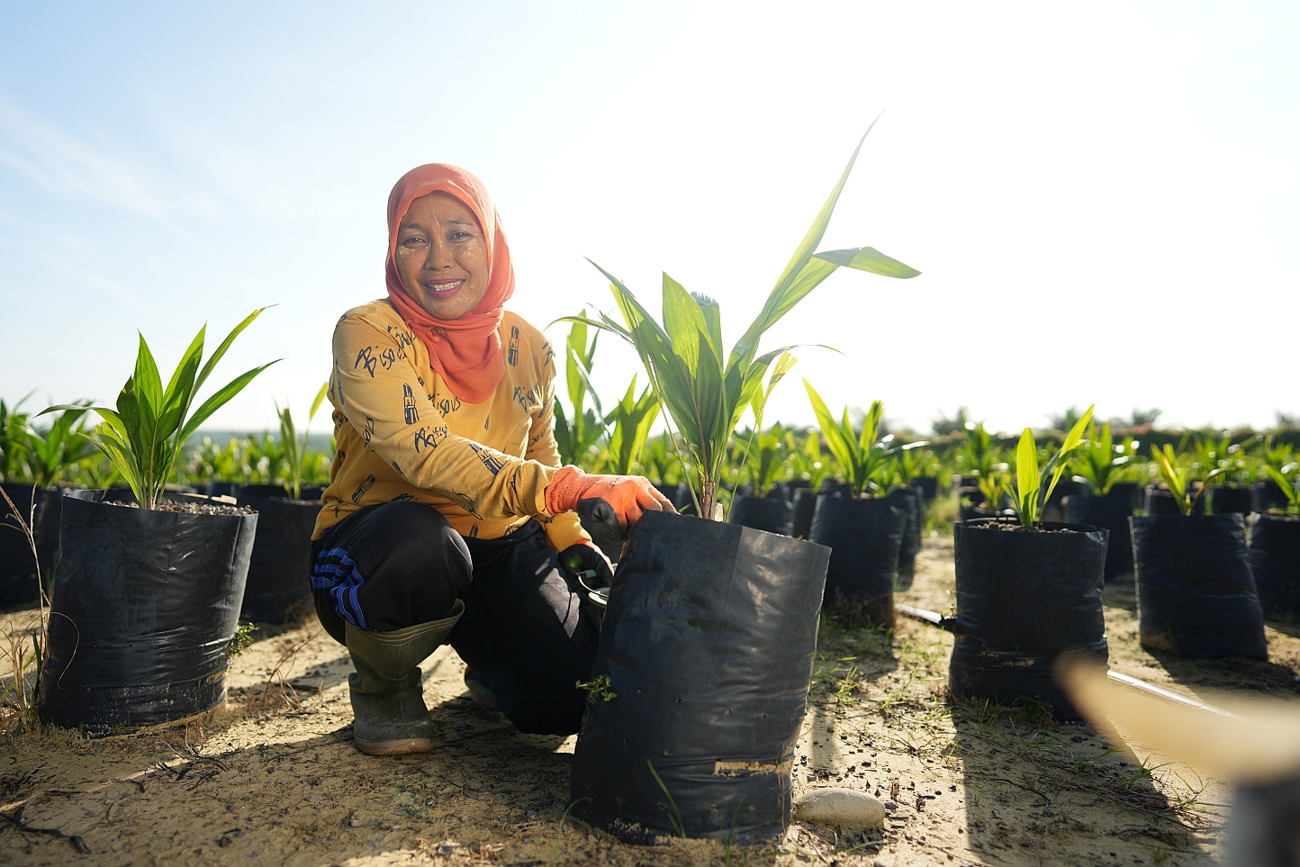 DxP Dami Mas MTK seeds aim to support climate resilient yields