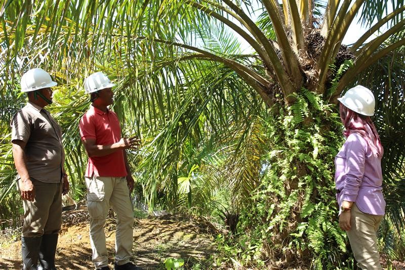 Risniati berinteraksi dengan petani swadaya