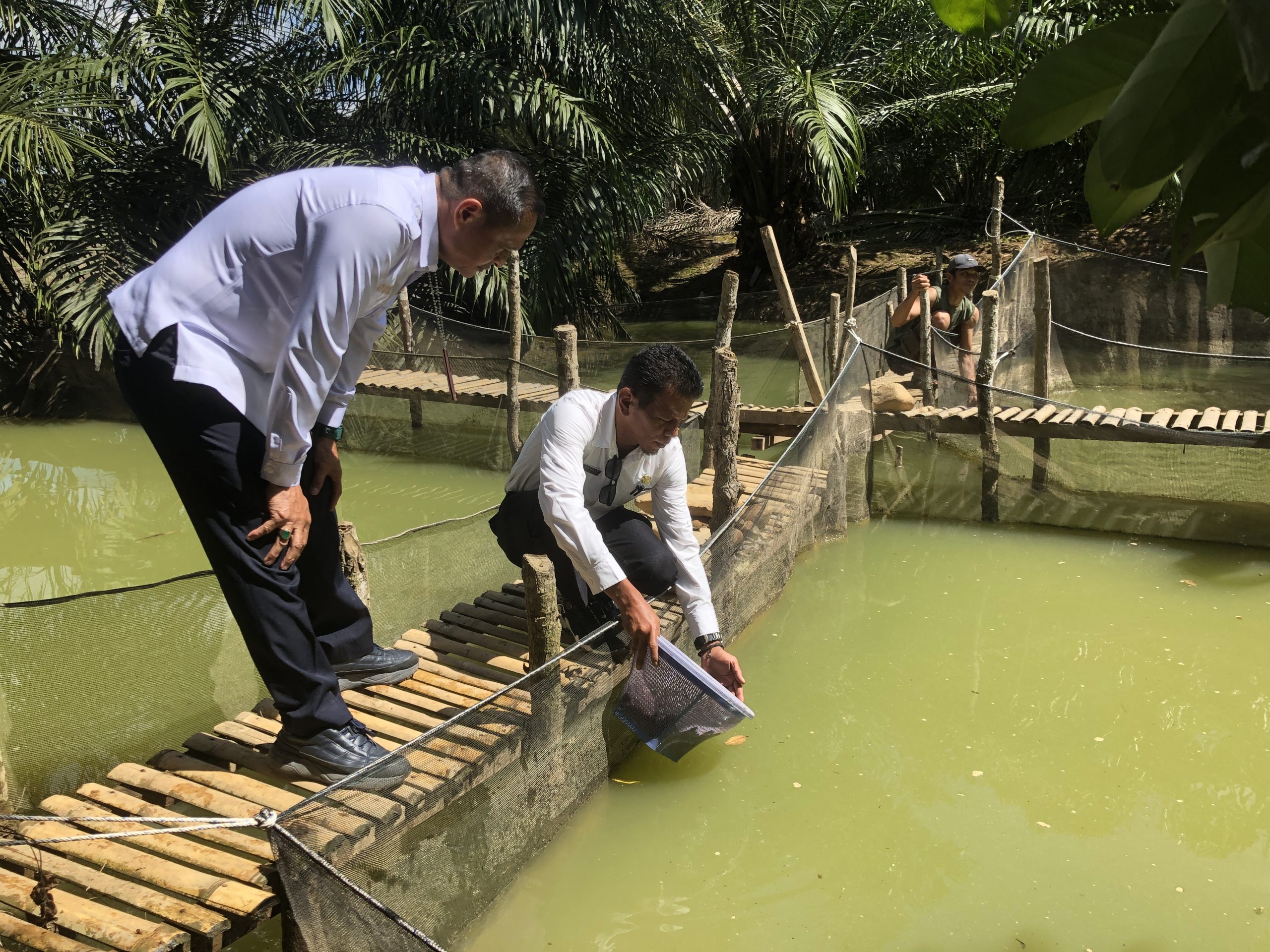 Bibit ikan lele kembali ditebar