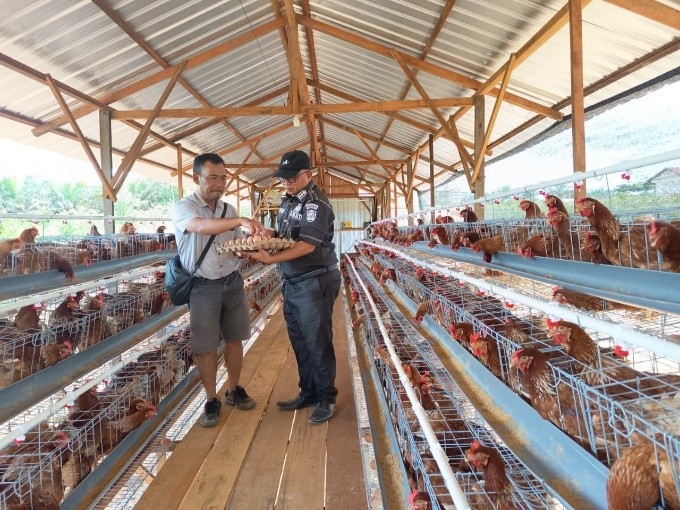 Layer Farming Strengthens Food Security and Creates Economic Opportunities for Local Communities