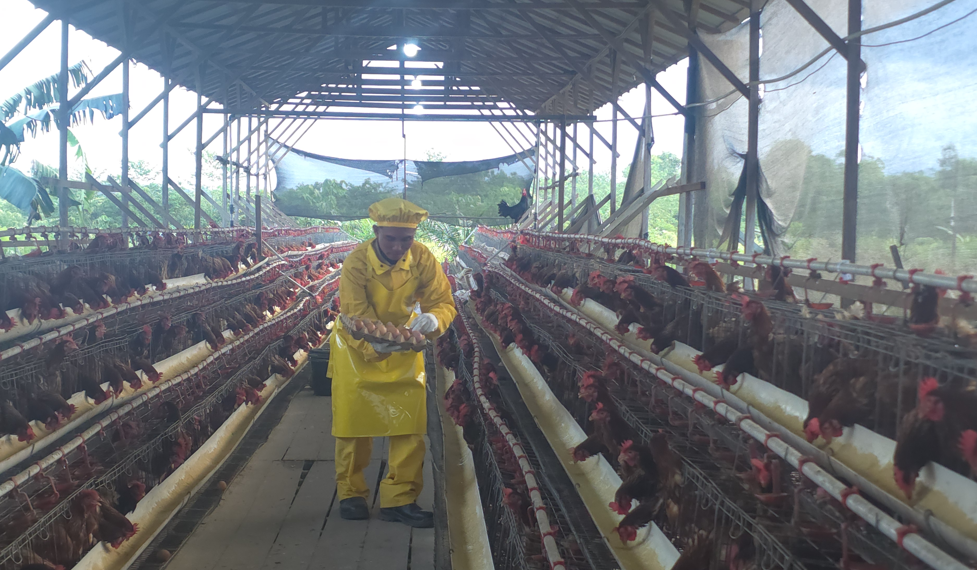 Community-Based Layer Farming Strengthens Rural Economic Independence